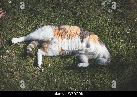 Die Calico-Katze genießt ein faules Mittagsschlafchen, das sich unter der Sonne auf üppigem grünem Gras ausdehnt. Perfekt für Tierliebhaber, die ruhige Momente im Freien suchen Stockfoto