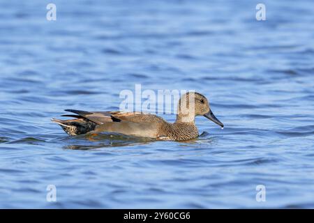 Gadwall (Mareca strepera) erwachsener Mann schwimmt im Teich Stockfoto