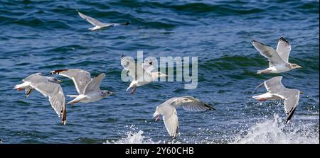 Europäische Heringsmöwen (Larus argentatus) Herde von Erwachsenen im Wintergefieder, die im Spätsommer/Herbst entlang der Nordseeküste fliegen Stockfoto