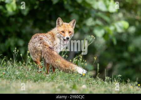 Rotfuchs zwischen Licht und Schatten Stockfoto