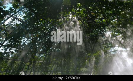 Sonnenlicht filtert durch Blätter und Nebel in üppigen Gewächshäusern, Stockfoto