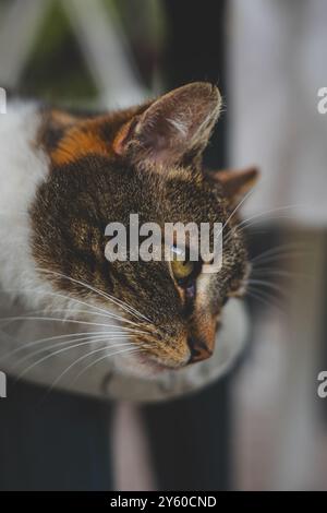 Die Nahaufnahme des Gesichts einer Calico-Katze fängt den intensiven Fokus des Blicks ein und zeigt die komplizierte Schönheit ihrer Fellmuster und des ausdrucksstarken Auges. Stockfoto