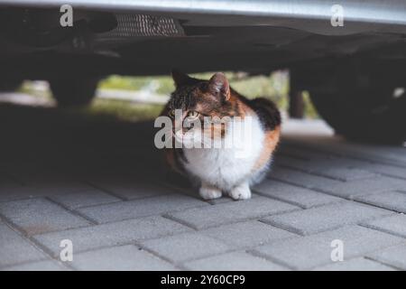 Calico-Katze sitzt bequem unter einem Auto und blickt mit einem vorsichtigen, aber neugierigen Ausdruck heraus. Perfekt für ein gemütliches Versteck und eine natürliche Katze Stockfoto