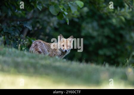 Rotfuchs zwischen Licht und Schatten Stockfoto