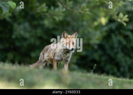 Rotfuchs zwischen Licht und Schatten Stockfoto