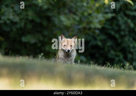 Rotfuchs zwischen Licht und Schatten Stockfoto