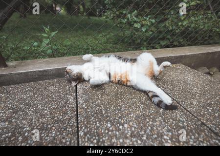 Die friedliche Calico-Katze genießt ein faules Nickerchen auf einer strukturierten Oberfläche, die Pfoten sind in ultimativer Entspannung im Schatten ausgestreckt. Perfekt, um Ruhe zu zeigen Stockfoto