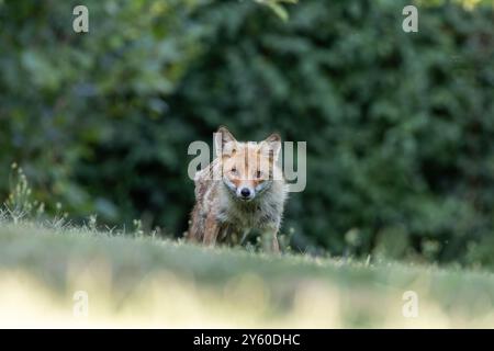 Rotfuchs zwischen Licht und Schatten Stockfoto