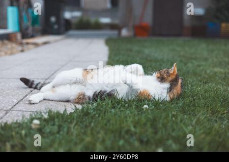 Die friedliche Calico-Katze genießt ein faules Nickerchen auf einer strukturierten Oberfläche, die Pfoten sind in ultimativer Entspannung im Schatten ausgestreckt. Perfekt, um Ruhe zu zeigen Stockfoto