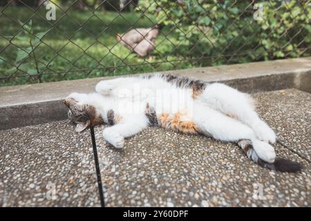 Die friedliche Calico-Katze genießt ein faules Nickerchen auf einer strukturierten Oberfläche, die Pfoten sind in ultimativer Entspannung im Schatten ausgestreckt. Perfekt, um Ruhe zu zeigen Stockfoto