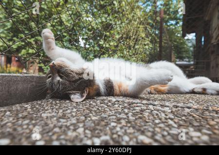 Die friedliche Calico-Katze genießt ein faules Nickerchen auf einer strukturierten Oberfläche, die Pfoten sind in ultimativer Entspannung im Schatten ausgestreckt. Perfekt, um Ruhe zu zeigen Stockfoto