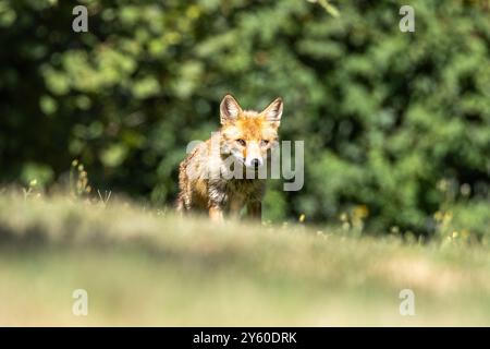 Rotfuchs zwischen Licht und Schatten Stockfoto