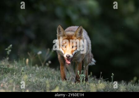 Rotfuchs zwischen Licht und Schatten Stockfoto