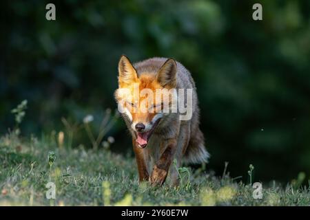 Rotfuchs zwischen Licht und Schatten Stockfoto