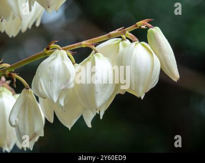 Nahaufnahme der cremigen, weißen Blüten einer spanischen Bajonettyuka-Pflanze. Stockfoto