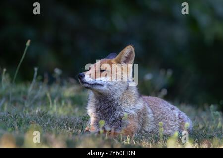 Rotfuchs zwischen Licht und Schatten Stockfoto