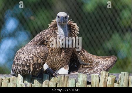 Gyps rueppellii alias Rüppells Gänsegeier im Zoo Zlin Lesna in Tschechien. Riesenvogel in lustiger Pose. Lustiges Tierfoto. Stockfoto