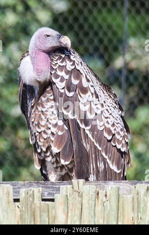 Gyps rueppellii alias Rüppells Gänsegeier im Zoo Zlin Lesna in Tschechien. Riesenvogel in lustiger Pose. Lustiges Tierfoto. Stockfoto