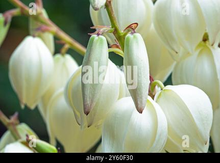 Nahaufnahme von cremeweißen Blütenknospen auf einer spanischen Bajonett-Yucca-Pflanze Stockfoto