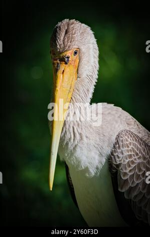 Mycteria leucocephala alias gemaltes Storch-Nahporträt. Isoliert auf unscharfem Hintergrund. Stockfoto