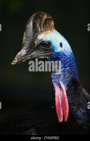 Casuarius casuarius alias Southern Cassowary Close-up-Kopfporträt isoliert auf schwarzem Hintergrund. Stockfoto