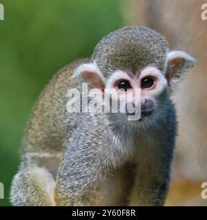 Saimiri sciureus auch bekannt als gewöhnlicher Eichhörnchenaffe. Nahaufnahme Porträt. Stockfoto