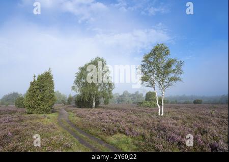 Pfad durch Heide, blühende Heidekraut (Calluna vulgaris), Birke (Betula), wacholder (Juniperus communis), blauer Himmel, Lüneburger Heide, Niedersachsen, G Stockfoto