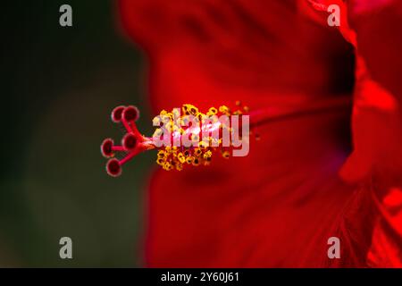 Ein atemberaubendes Makrofoto, das die komplizierten Details und die lebendigen Staubblätter des roten Hibiskus Rosa Sinensis, auch bekannt als die chinesische Rose, einfängt. Stockfoto