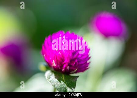 Eine detaillierte Makroaufnahme von Gomphrena globosa oder Globus Amaranth, die seine leuchtenden violetten Blütenblätter und komplizierten Texturen hervorhebt. Stockfoto