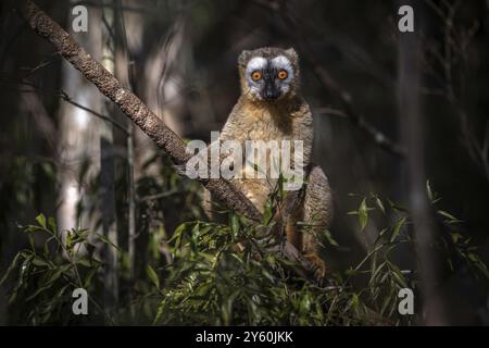 Rotfrontlemur (Eulemur rufifrons) in den trockenen Wäldern des westlichen Madagaskars Stockfoto