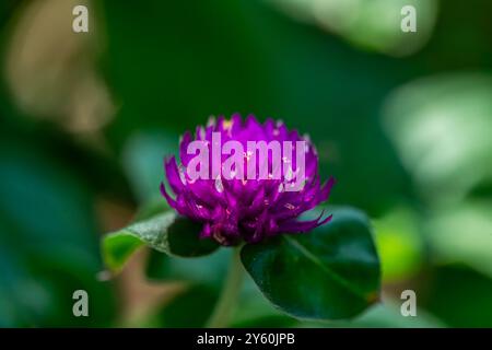 Eine detaillierte Makroaufnahme von Gomphrena globosa oder Globus Amaranth, die seine leuchtenden violetten Blütenblätter und komplizierten Texturen hervorhebt. Stockfoto
