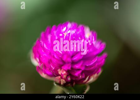 Eine detaillierte Makroaufnahme von Gomphrena globosa oder Globus Amaranth, die seine leuchtenden violetten Blütenblätter und komplizierten Texturen hervorhebt. Stockfoto