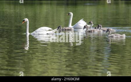 Stummer Schwan (Cygnus olor), Erwachsene und Jugendliche schwimmen auf einem Teich, Thüringen, Deutschland, Europa Stockfoto