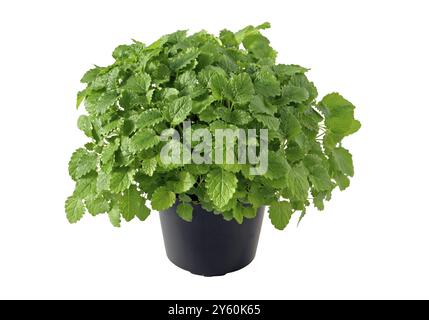 Küchenkräuter in Töpfen, Melisse, (Melissa officinalis), Kräuter, Manitoba, Kanada, USA, Nordamerika Stockfoto