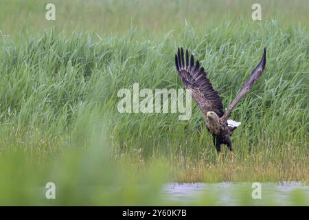 Ein Seeadler (Haliaeetus albicilla) breitet seine Flügel über einer grünen Wiese am Ufer eines Sees aus Stockfoto