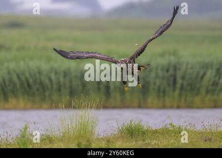 Ein Seeadler (Haliaeetus albicilla) im Flug über eine grüne Landschaft mit Wasserhintergrund, Katinger Watt, Toenning, Schleswig-Holstein, Stockfoto