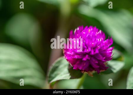Eine detaillierte Makroaufnahme von Gomphrena globosa oder Globus Amaranth, die seine leuchtenden violetten Blütenblätter und komplizierten Texturen hervorhebt. Stockfoto