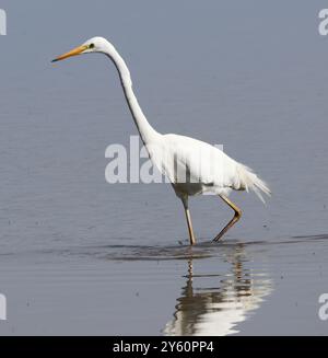 A Great White Egret (Ardea alba) in Slimbridge WWT Gloucestershire UK Stockfoto