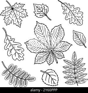 Herbstlaub von verschiedenen Bäumen, Eiche, Ahorn, Kastanien, Apfelbaum. Handgezeichnete Vektorillustration der Ausmalseite Stock Vektor
