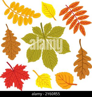 Herbstlaub von verschiedenen Bäumen, Eiche, Ahorn, Kastanien, Apfelbaum. Handgezeichnete Vektorillustration auf weißem Hintergrund Stock Vektor