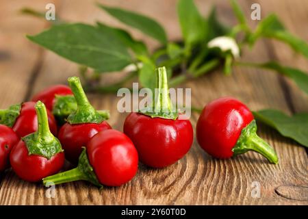 Frische rote, heiße Kirschpaprika auf hölzernem Hintergrund, Nahaufnahme von runden Kirschbomben-Chilis Stockfoto