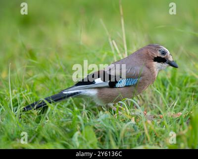 Wunderschöner eurasischer jay [ garralus glandarius ] in der Stadt Bristol in Großbritannien Stockfoto