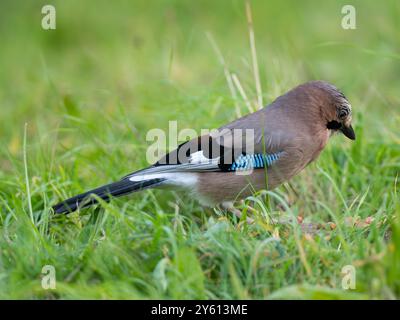 Wunderschöner eurasischer jay [ garralus glandarius ] in der Stadt Bristol in Großbritannien Stockfoto