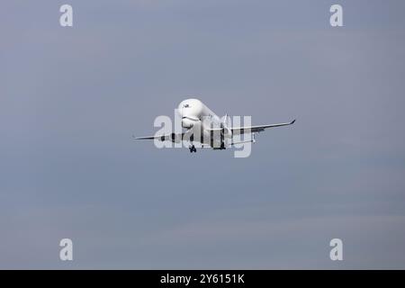 Hamburg – 23. September 2024: Airbus Beluga XL Nummer 2 landet im Airbus-Werk in Hamburg Finkenwerder Stockfoto