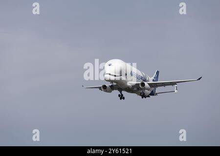 Hamburg – 23. September 2024: Airbus Beluga XL Nummer 2 landet im Airbus-Werk in Hamburg Finkenwerder Stockfoto