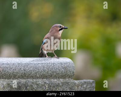 Wunderschöner eurasischer jay [ garralus glandarius ] in der Stadt Bristol in Großbritannien Stockfoto