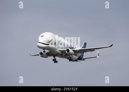 Hamburg – 23. September 2024: Airbus Beluga XL Nummer 2 landet im Airbus-Werk in Hamburg Finkenwerder Stockfoto