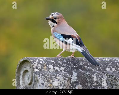 Wunderschöner eurasischer jay [ garralus glandarius ] in der Stadt Bristol in Großbritannien Stockfoto