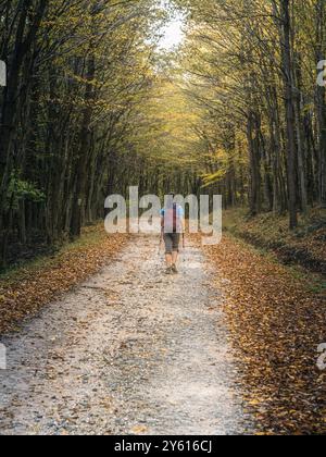 Eine Frau mit nordic-Walking-Wanderstöcken macht eine friedliche Wanderung auf einem Waldweg, der von Herbstlaub umgeben ist und das Wesen des Outdoor-Erlebnisses erfasst Stockfoto