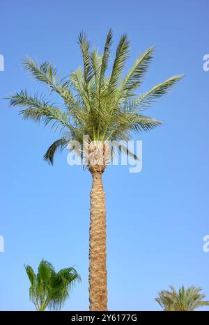 Datteln Sie eine Palme vor einem blauen Himmel. Stockfoto